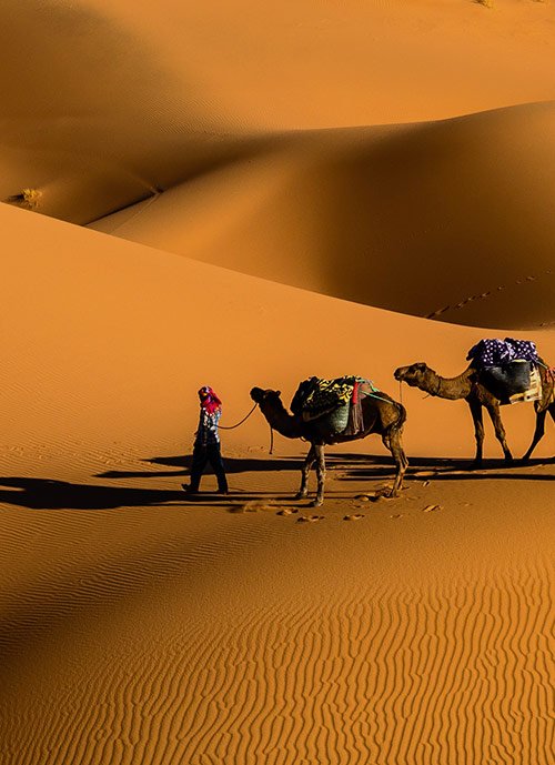 قافلة جمال تعبر كثبان الصحراء الذهبية